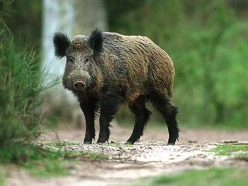 Εκτροφή Θηραμάτων...Farmawild